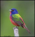 _0SB0353 painted bunting
